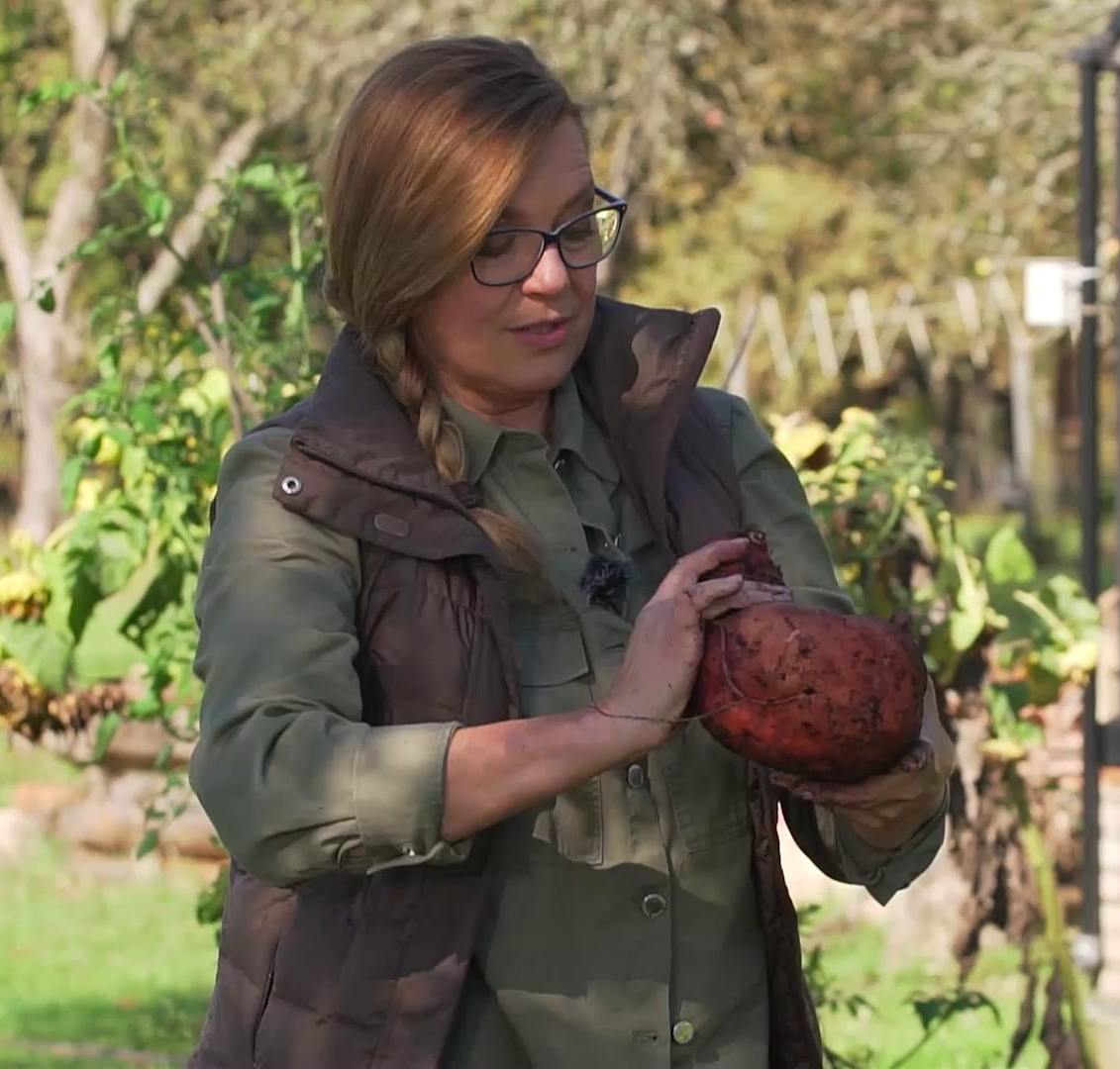 Így lesz egyetlen batátából több kilónyi termésed