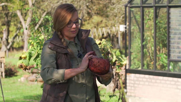 Így lesz egyetlen batátából több kilónyi termésed